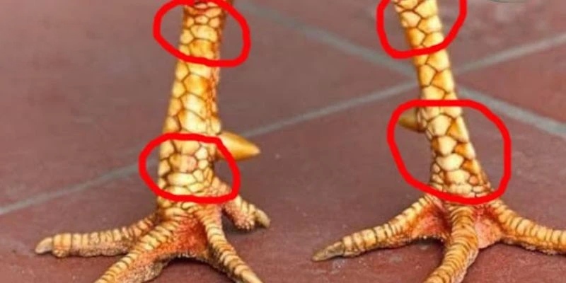 Phương pháp xem chân và vảy phù hợp với chiến kê