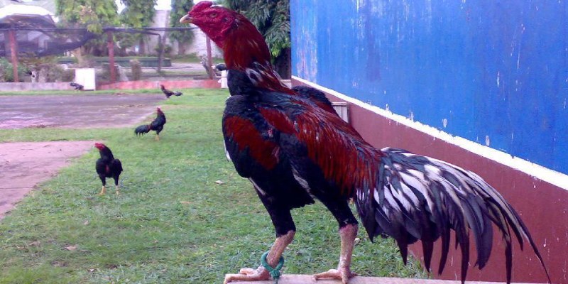 Nên chọn chân của gà tía là màu gì để đá hay?