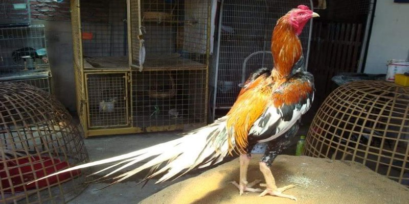 Những đặc điểm nổi bật của gà Shamo